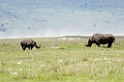Ngorongoro Nasehorn med unge00